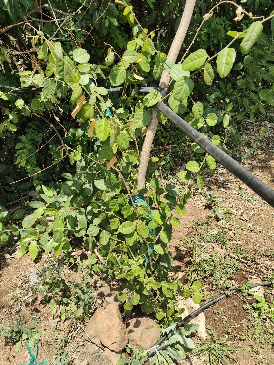 वाघाटी