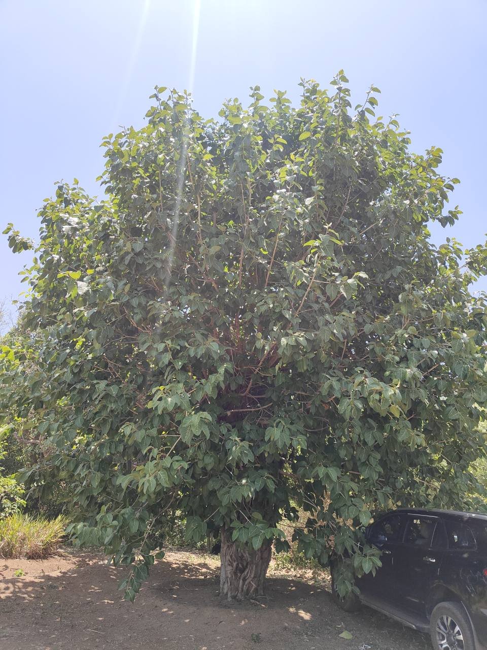 वड