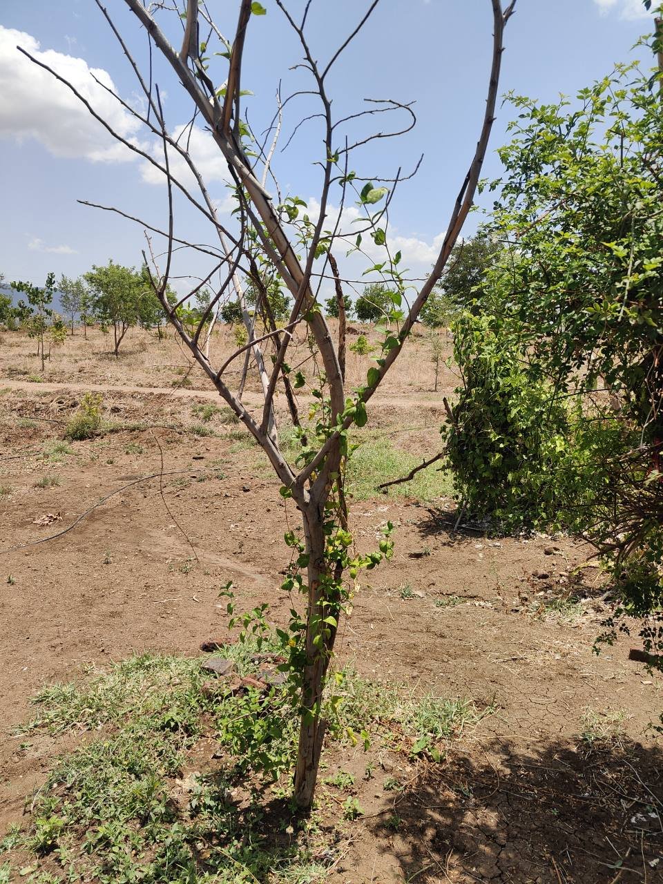 गुडमार