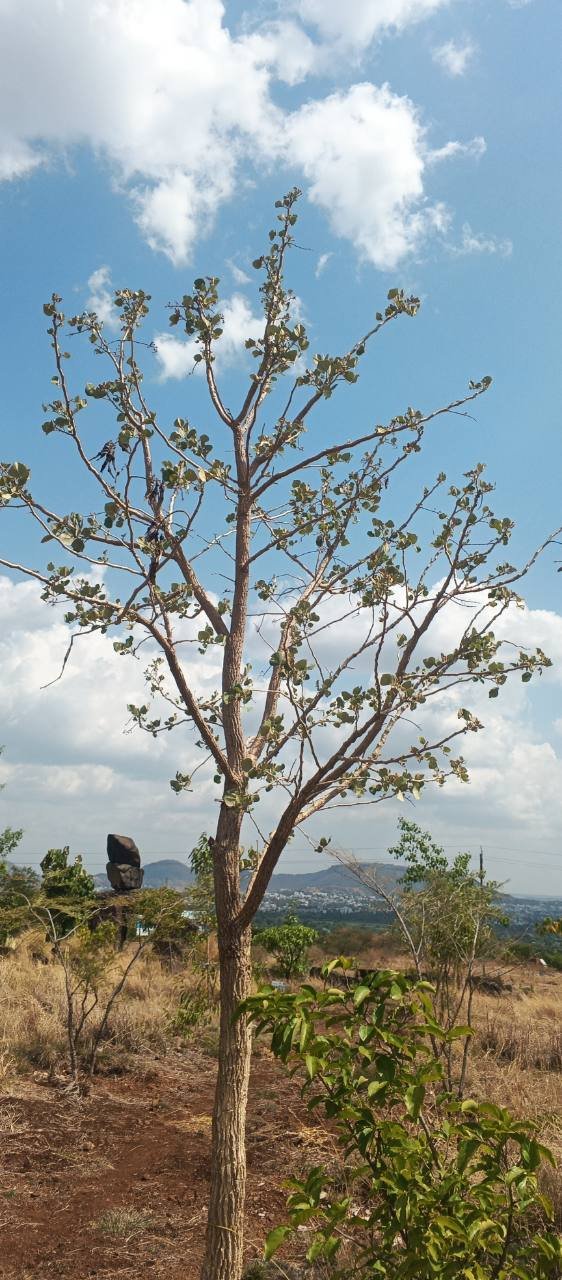 बुच पांगारा