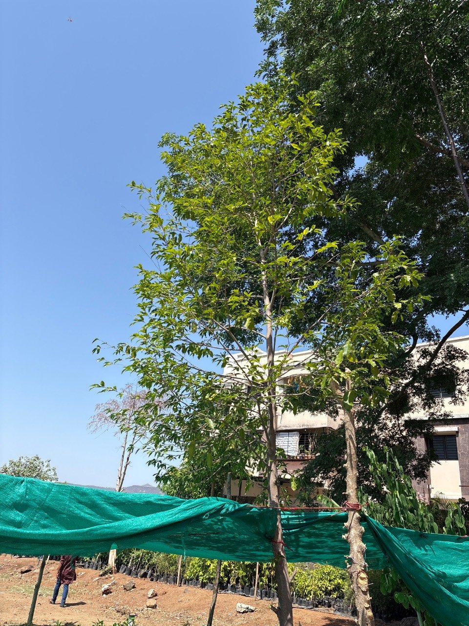 कृष्ण गुरु