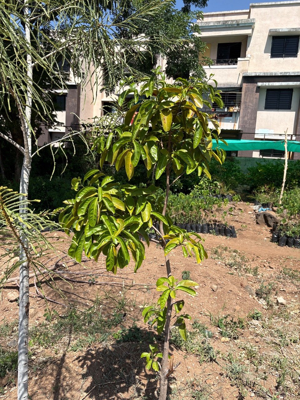 हनुमान फळ