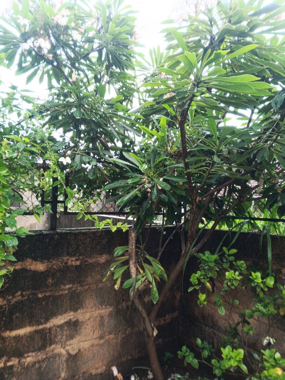 देवचाफा
