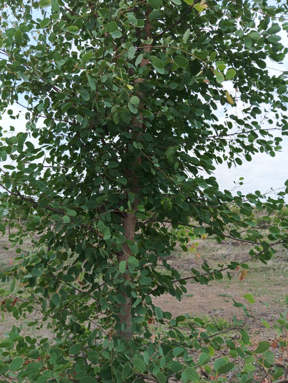अंजन