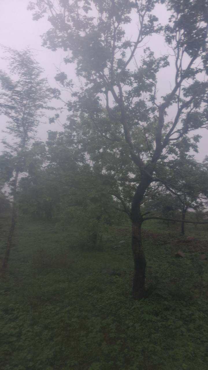 शिसम