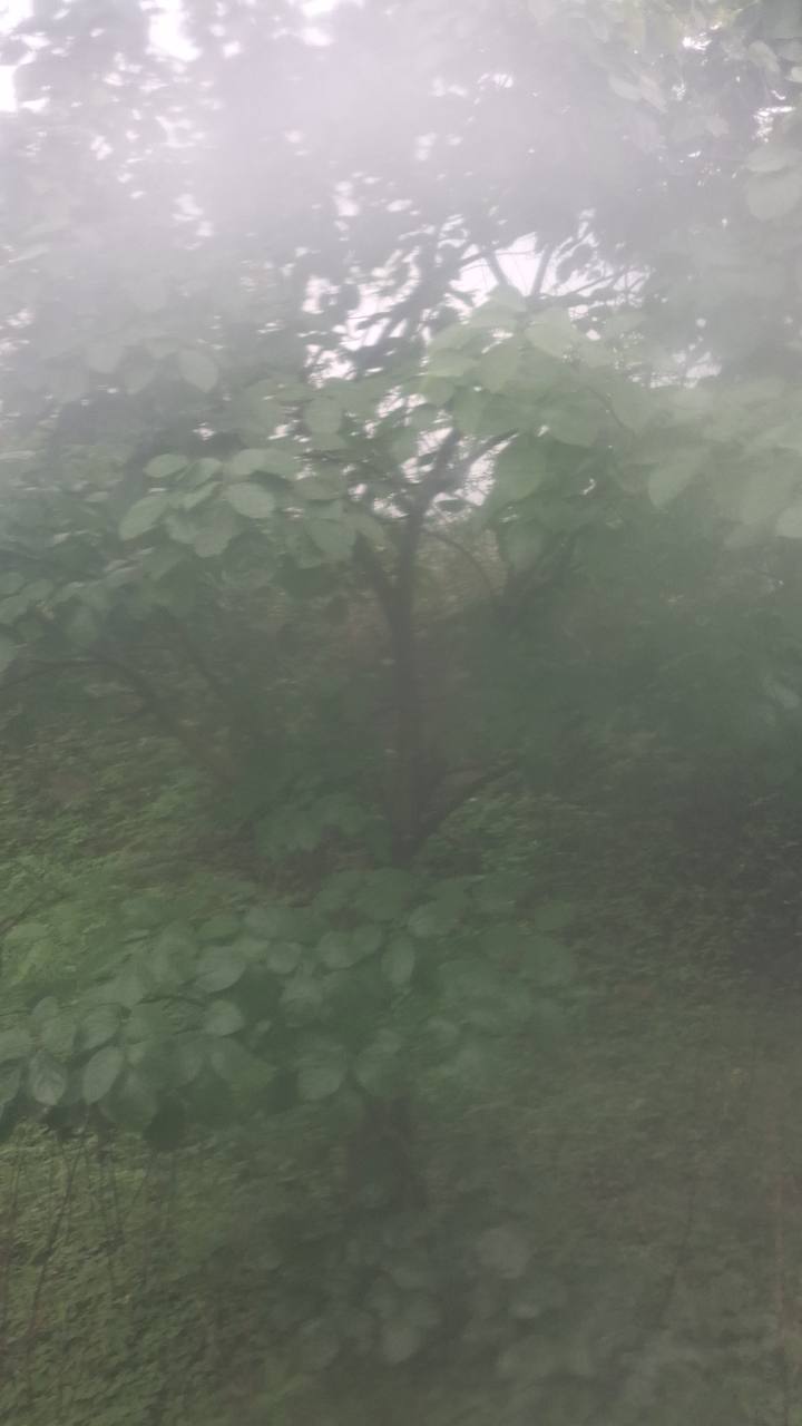 करंज