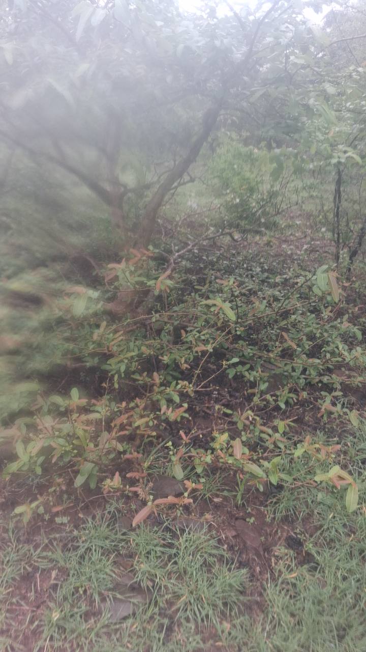 अर्जुन